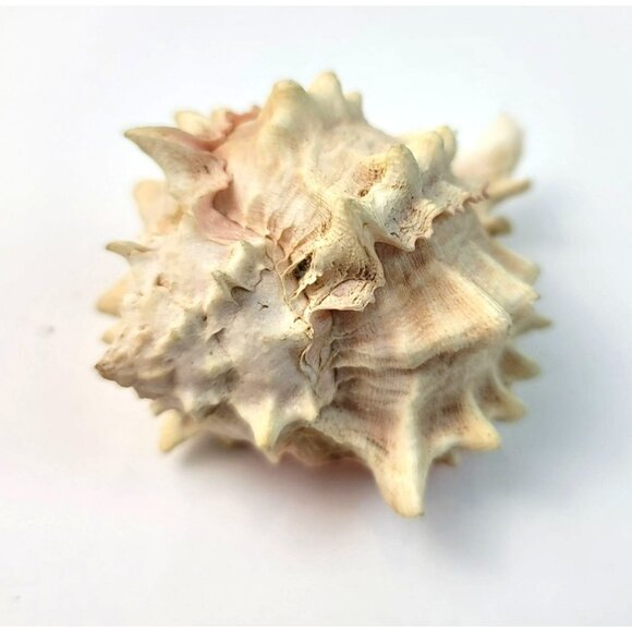 Vintage Pink Murex Conch Shell Conus Marmoreus Bandaus Lamarch  JH1361 - Picture 14 of 14